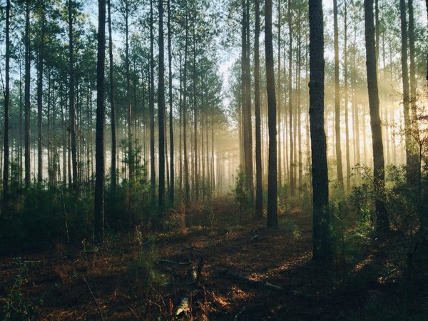 La gestion durable des forêts : Un enjeu crucial