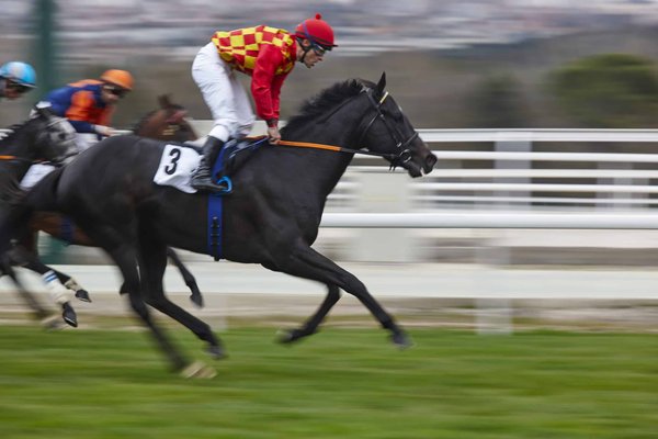 Comment se déroulent les qualifications pour le Prix d'Amérique PMU 2024 ?