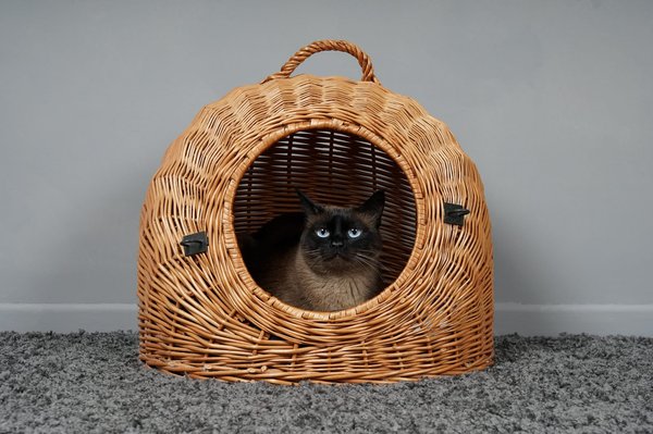 Grottes pour chats: entre mode et fonctionnalités